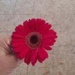 زهره الجيربييرا