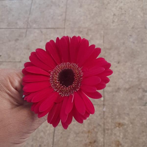 زهره الجيربييرا