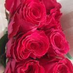 French Roses