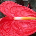 Anthurium Flowers
