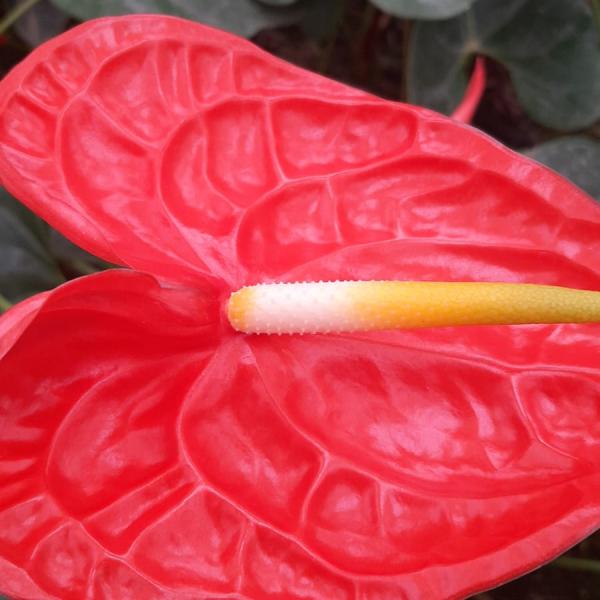 Anthurium Flowers