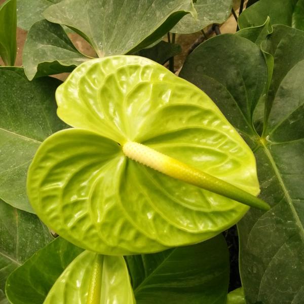 Anthurium Flowers