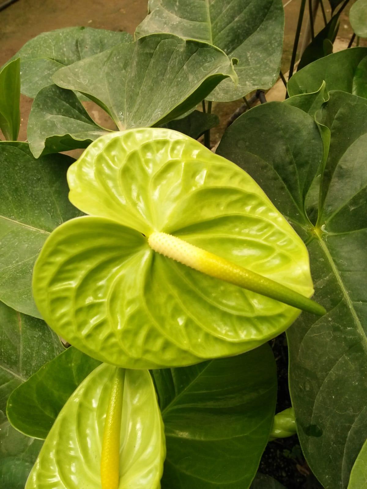 Anthurium Flowers