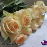 French Roses
