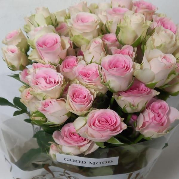 French Roses