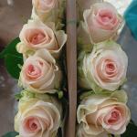 French Roses