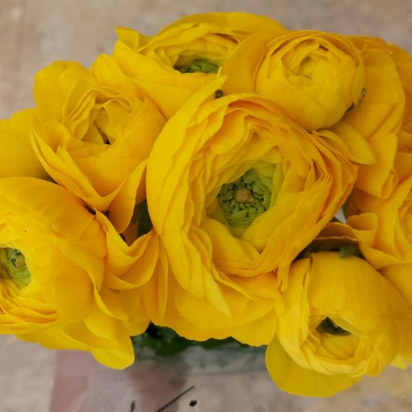 French Roses