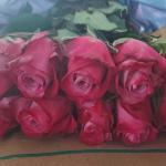 French Roses