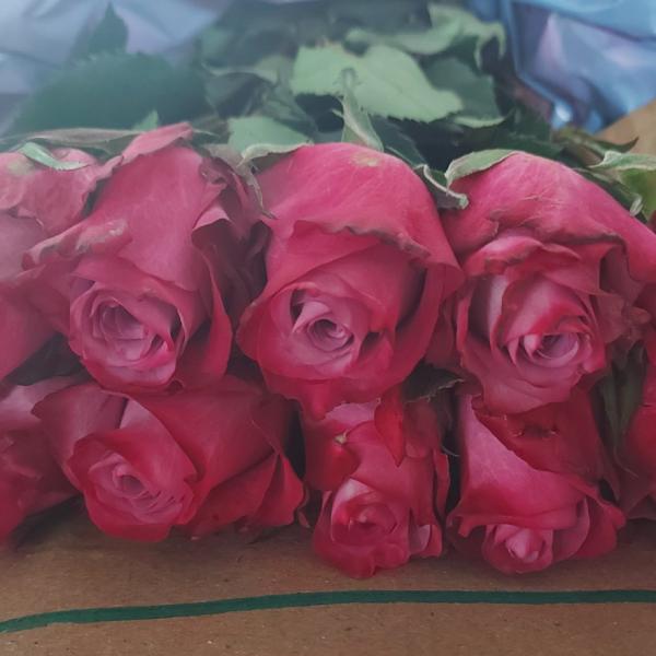 French Roses