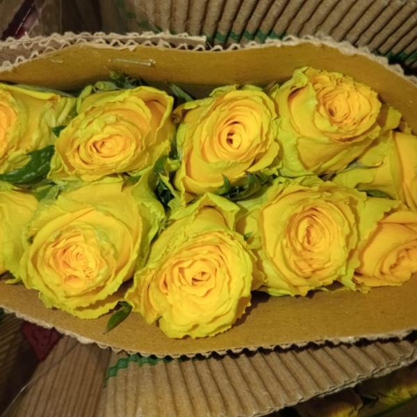French Roses