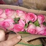 French Roses