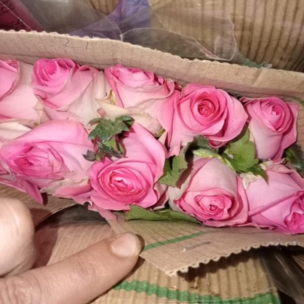 French Roses
