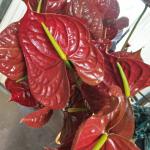 Anthurium Flowers