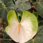Anthurium Flowers