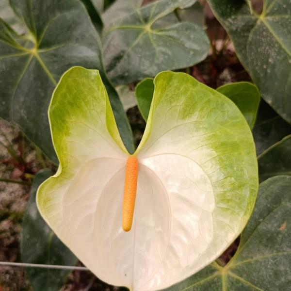 Anthurium Flowers