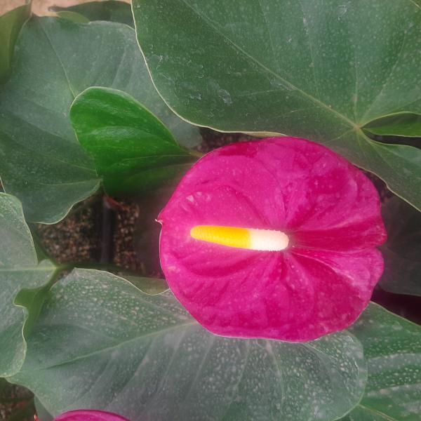 Anthurium Flowers